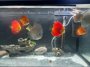 aquarium diskus 