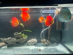 aquarium full set