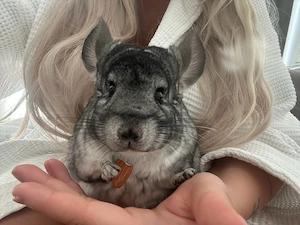 2 Chinchilla Paare 