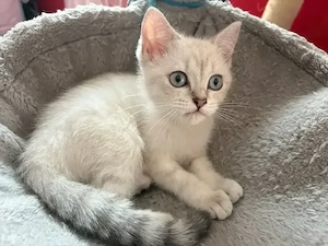 bkh baby katze