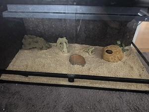 1.0 Königspython caramel nz 25 mit terrarium und vollaustattung  Bild 3