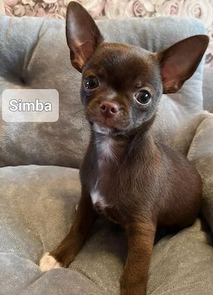 Chihuahua Rüde Simba