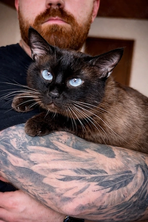 Siam Mix Kater 