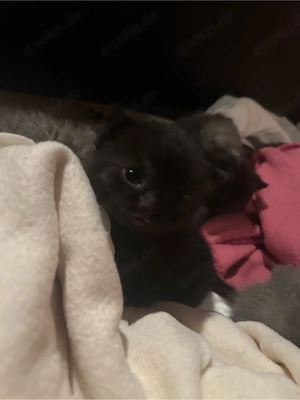 babykatzen zum verkaufen