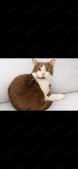 British-Kurzhaar-Kater sucht liebevolles Zuhause