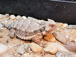 Phrynosoma asio  Krötenechse 