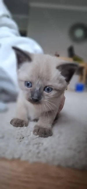 Reinrassige Siamkitten 