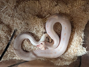 Heterodon nasicus, 1.0 caramel albino 