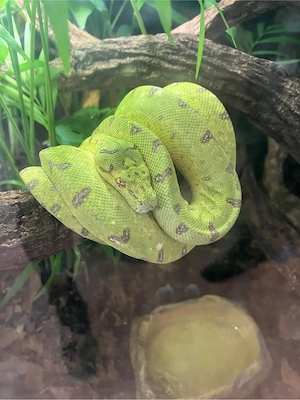 Morelia Viridis Biak 0.0.1