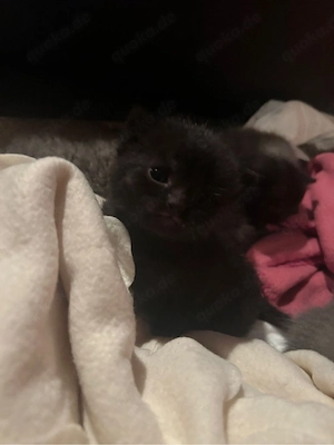 babykatzen zum verkaufen