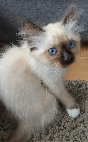 Heilige Birma Kitten - abgabebereit