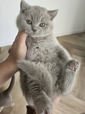 BKH Kitten suchen ein liebevolles Zuhause
