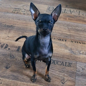 SUCHE Chihuahua oder Pinschi