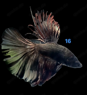 Kampffisch Männchen Betta splendens Halfmoon Multicolor 