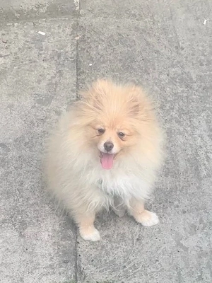 Pomeranian 