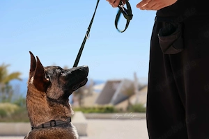 Belgischer Schäferhund Mix Hündin 8Mon bundesweit ausreisebereit 