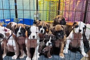 Bezaubernde Boxerwelpen abzugeben Bild 2