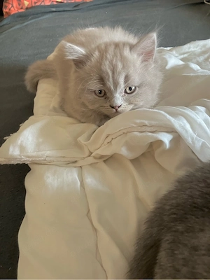 britisch kurzhaar kitten