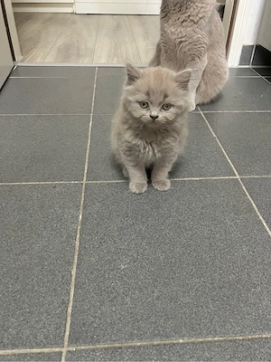 britisch kurzhaar kitten
