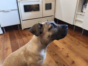 Presa Canario Welpe (w) Mila