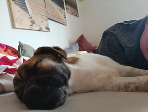 *Hallo, ich bin Milo   der kleine Chef auf 4 Pfoten sucht sein Personal* Bild 3