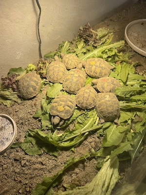   Griechische Landschildkröten (Testudo hermanni böttgerie) Nachzuchten von 2025