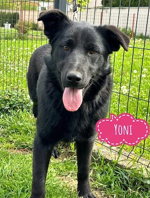 Yoni, liebe und brave Schäferhündin