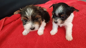 Bieweryorkshirteterrier  Rüden