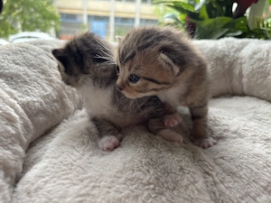 Kitten Babykatze Katze