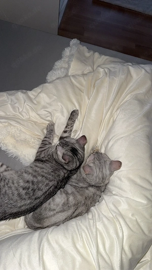 eu.kurzhaar katze n