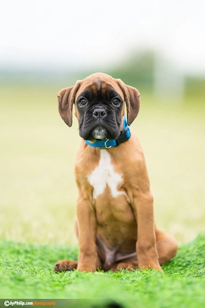 Deutsche Boxerwelpen mit Stammbaum