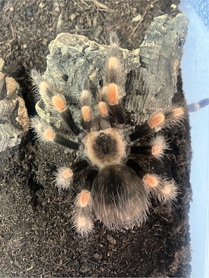 Brachypelma smithi ex annitha Pärchen