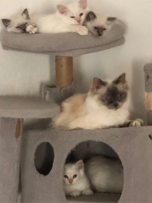 Heilige Birma Kätzchen Kitten