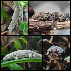 1.2 Eurydactylodes occidentalis Chamäleongecko