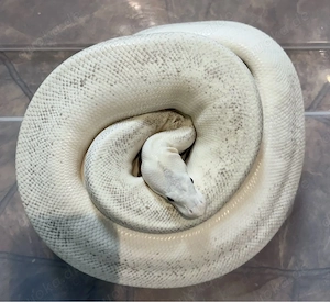 adult female breeder size 