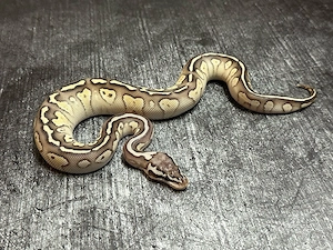 Königspython Nachzucht 0.1 Lesser Pastel Hetari het Clown abzugeben !!!
