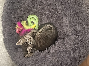 Babykatzen Katze & Kater 