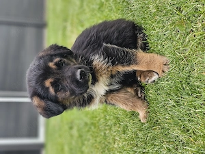 Kleiner Herzenshund sucht sein Zuhause 