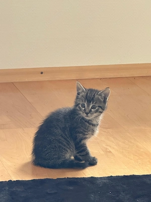 Babykatzen Katze und Kater  Bild 3