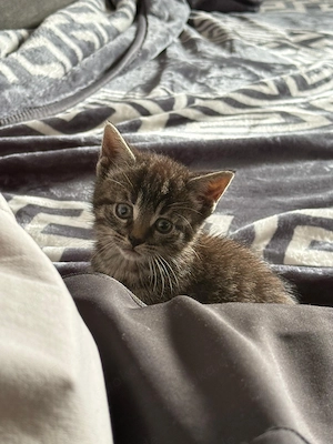 Babykatzen Katze und Kater 