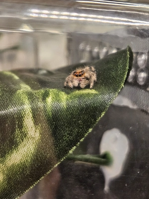 phidippus regius everglades Spinne Springspinne