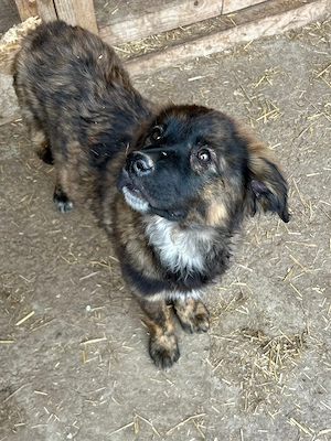 Baby wartet im Tierheim auf Dich 