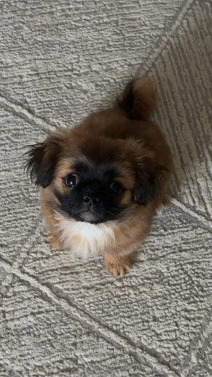 Pekinese Welpe