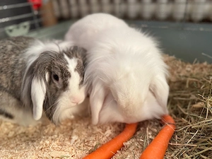 Zwergwidder kaninchen 