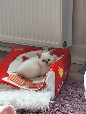 BKH kitten 