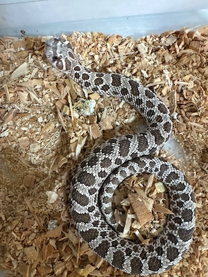 1.0 Hakennasennatter (Heterodon nasicus) Nachzucht 2025