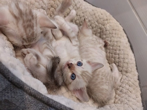 3 süße Bengalkitten suchen ein schönes Zuhause