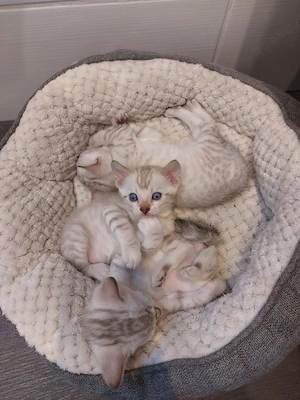 3 süße Bengalkitten suchen ein schönes Zuhause Bild 5