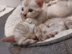 3 süße Bengalkitten suchen ein schönes Zuhause Bild 2