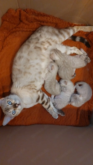3 süße Bengalkitten suchen ein schönes Zuhause Bild 4
